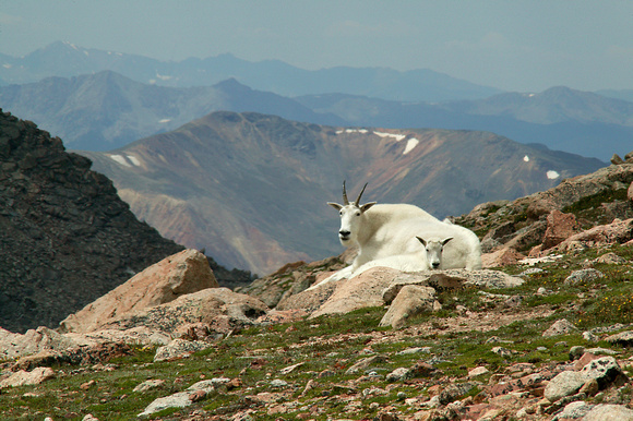 Mountain Goats on Mount Evans