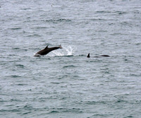 Dolphins near the shore
