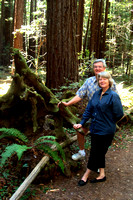 In Armstrong Redwoods State Reserve