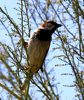 House Sparrow,  male,  breeding