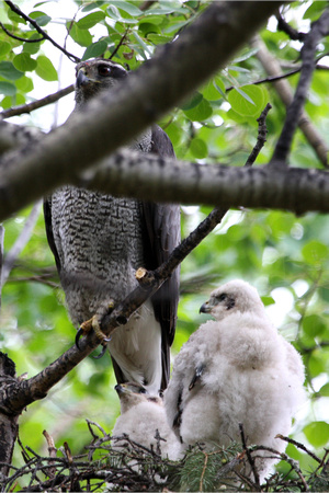Northern Goshawk and hatchlings