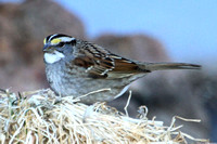 2011 Colorado Birds