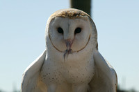 Barn Owl with morsel
