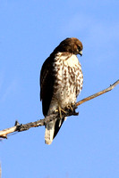Red-Tailed Hawk, light juvenile