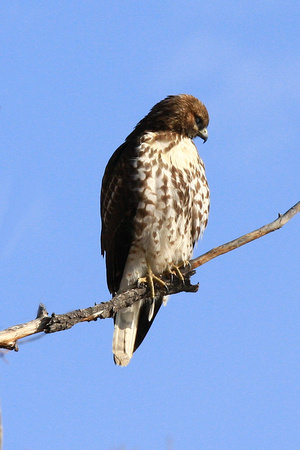 Red-Tailed Hawk, light juvenile