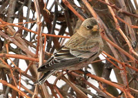 Brown-capped Rosy-finch,  1st winter