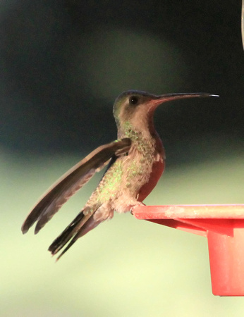 Broad-billed Hummingbird, female