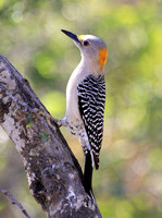 Golden-fronted Woodpecker,  female