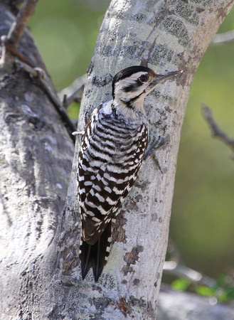 Ladder-backed Woodpecker,  female