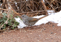 Fox Sparrow  (slate-colored; interior west)