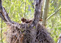 Red-tailed Hawk on nest