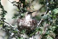 Female Black-chinned(?) Hummingbird on nest