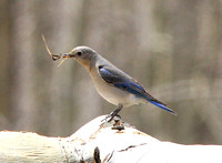 Mountain Bluebird, female, with nesting material
