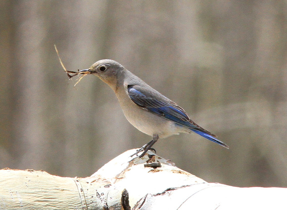 Mountain Bluebird, female, with nesting material