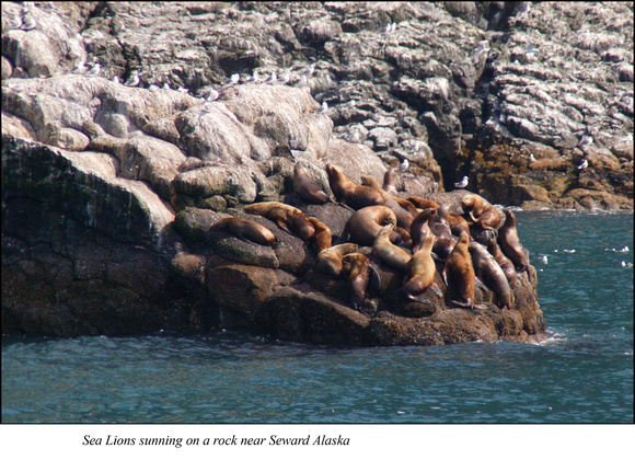 Sea Lions resting on a sunny rock