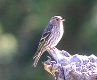 2014 Mount Evans birding