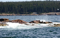 Typical rocky coast of Maine