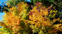Leaves in New England: red, orange, yellow, green