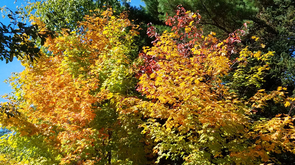 Leaves in New England: red, orange, yellow, green