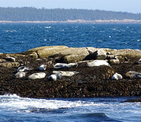 Seals lazing on an island near Bar Harbor Maine