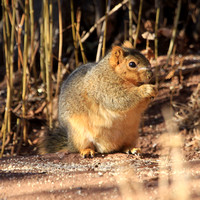 World's fattest squirrel?