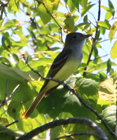 Great Crested Flycatcher ?