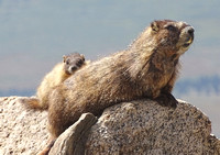 Yellow-bellied Marmots