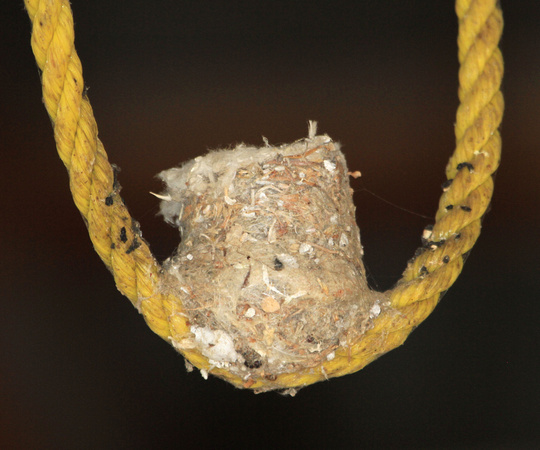 Hummingbird Nest, built on a rope loop