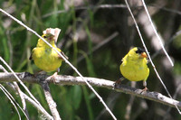 American Goldfinch, female and male