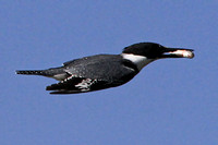 Belted Kingfisher with morsel