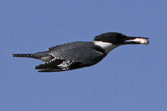 Belted Kingfisher with morsel