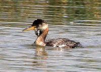 2010 Red-necked Grebe