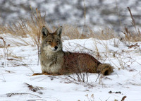 Coyote which visited us on Christmas Day and days after...