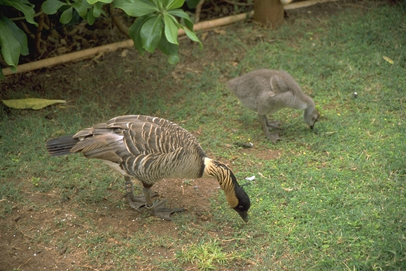Nene & gosling (Hawaiian Goose)