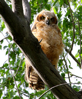 Great Horned Owl, fledgling #1