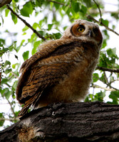 Great Horned Owl, fledgling #2