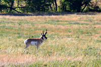 Pronghorn (Antelope) Buck