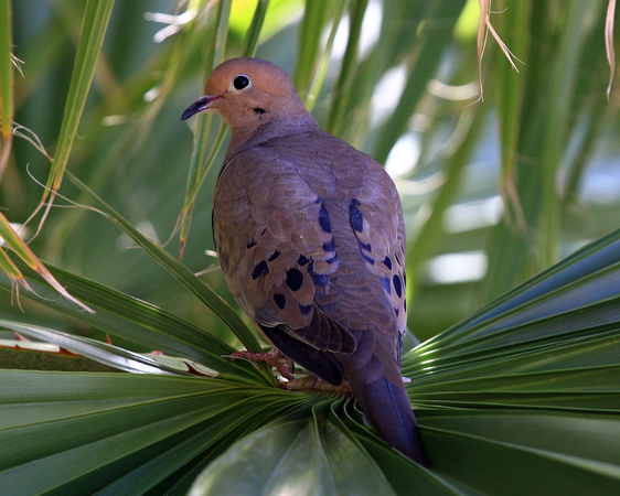 Mourning Dove in palm tree