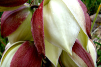 Yucca blossoms with morning dew