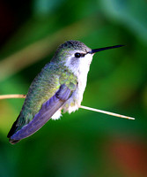 Magnificent Hummingbird (female)