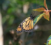 Monarch Butterfly, female