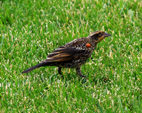 Red-winged Blackbird, juvenile