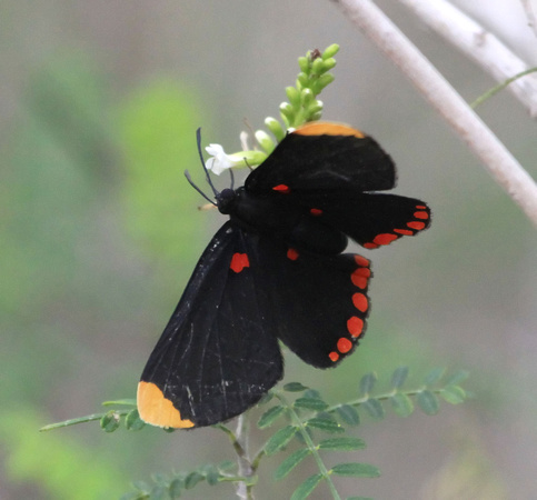 Red-bordered Pixie Butterfly