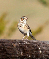 Lark Sparrow, first winter