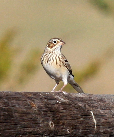 Lark Sparrow, first winter