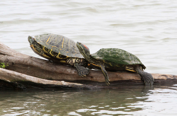 Slider Turtles
