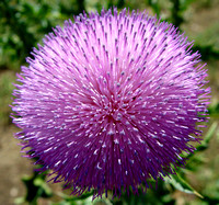 Canada Thistle Bloom