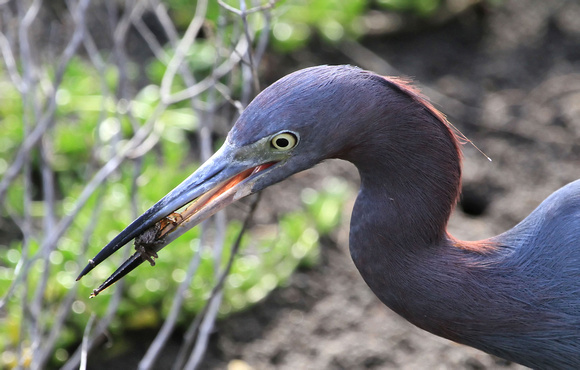 Little Blue Heron with Sand Crab