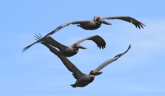 Brown Pelicans, in breeding plumage