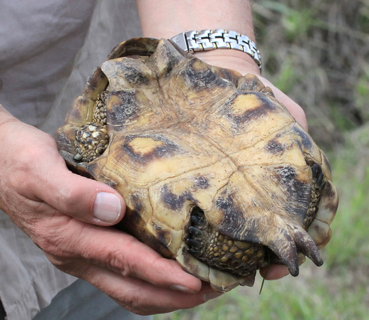 Texas Tortoise, underside